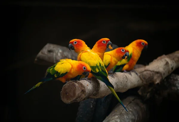 Gruppo di sunconure uccello pappagallo sfondo scuro — Foto Stock