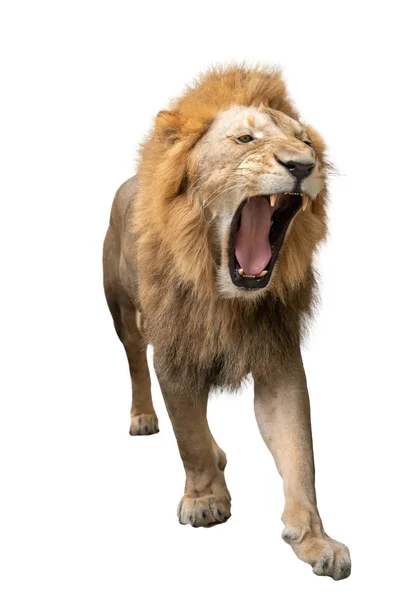 Männlicher Löwe geht isoliert auf weißem Hintergrund — Stockfoto