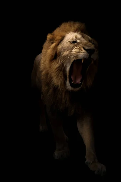 Male lion walking in dark background — Stock Photo, Image