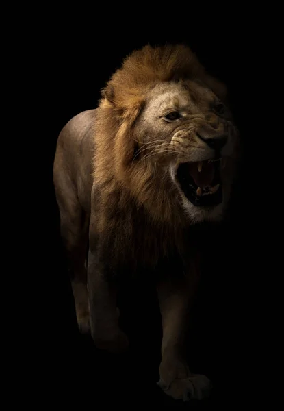 Самец лев ходит на темном фоне — стоковое фото
