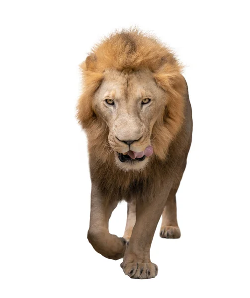 Male lion walking isolated on white background — Stock Photo, Image