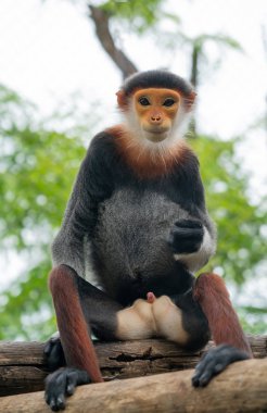 Kırmızı saplı Douc Langur (Pygathrix nemaeus) 