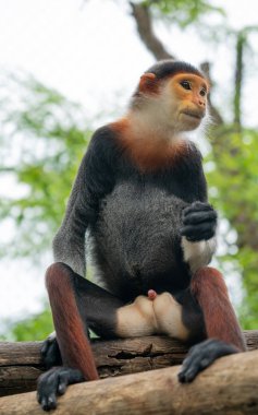 Kırmızı saplı Douc Langur (Pygathrix nemaeus) 