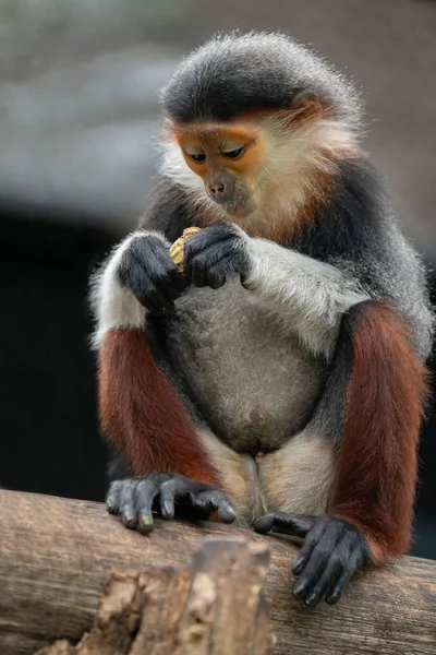 Czerwony shanked Douc Langur (Pygathrix nemaeus) — Zdjęcie stockowe