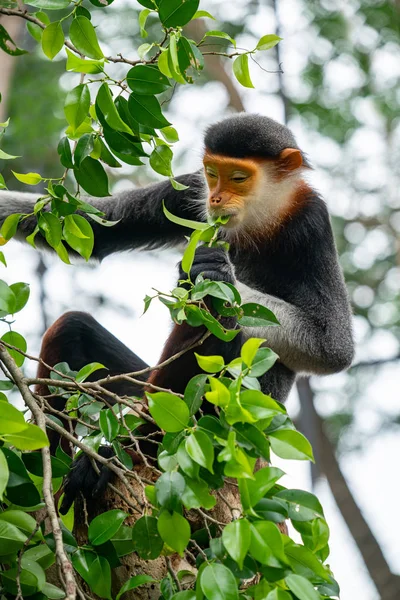 Czerwony shanked Douc Langur (Pygathrix nemaeus) — Zdjęcie stockowe