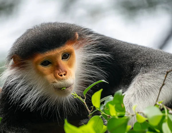 Czerwony shanked Douc Langur (Pygathrix nemaeus) — Zdjęcie stockowe