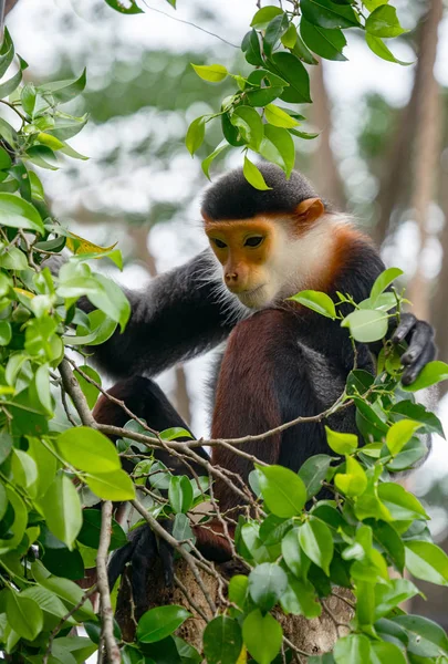 Douc Langur de caña roja (Pygathrix nemaeus ) —  Fotos de Stock