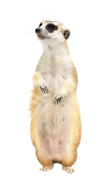 Cute Meerkat (suricata suricatta) na białym tle — Zdjęcie stockowe