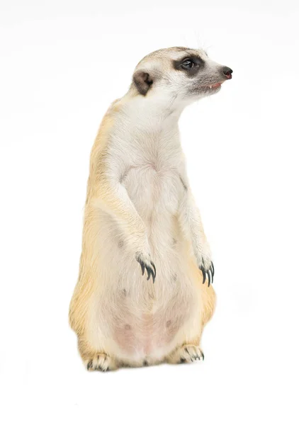 Rozkošný Meerkat (Suricata suricatta) izolovaný — Stock fotografie