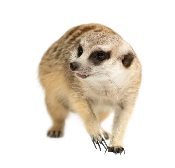 Cute Meerkat (suricata suricatta) na białym tle — Zdjęcie stockowe