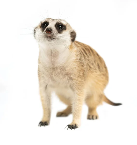 Fofa meerkat (Suricata suricatta) isolado — Fotografia de Stock