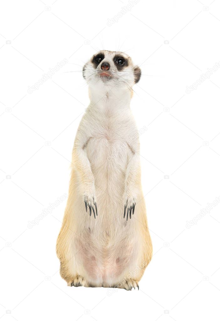 cute meerkat ( Suricata suricatta ) isolated