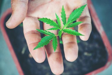 Marihuana yaprağı tutan el