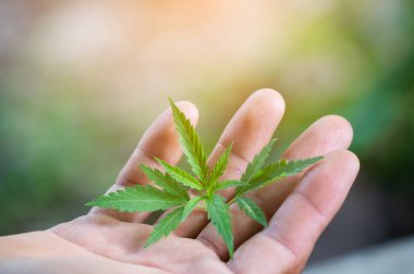 Marihuana yaprağı tutan el