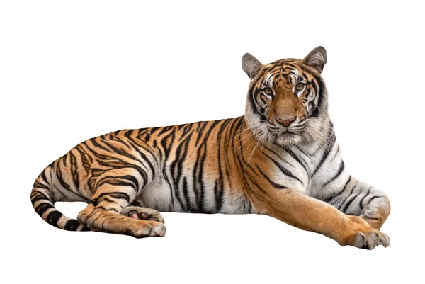 Самка бенгальского тигра лежит изолированная — стоковое фото