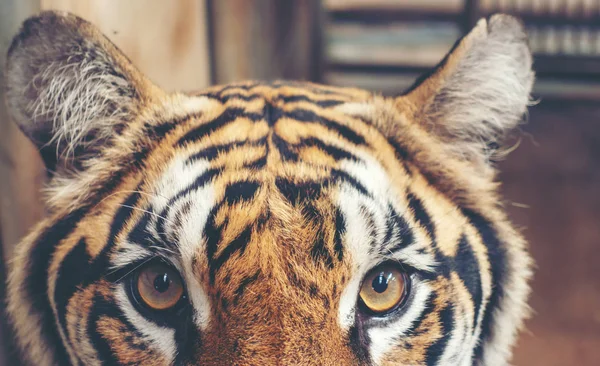 Feminino bengala tigre cabeça de perto — Fotografia de Stock