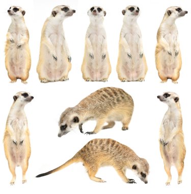 sevimli mirket ( Suricata suricatta ) izole 