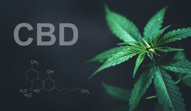 Cbd thc kimyasal yapısı ile marihuana yaprakları