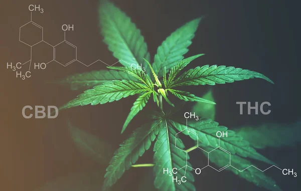 Marihuana bladeren met CBD THC chemische structuur — Stockfoto