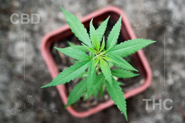 Marihuana lin pod mit cbd thc chemischer Struktur — Stockfoto