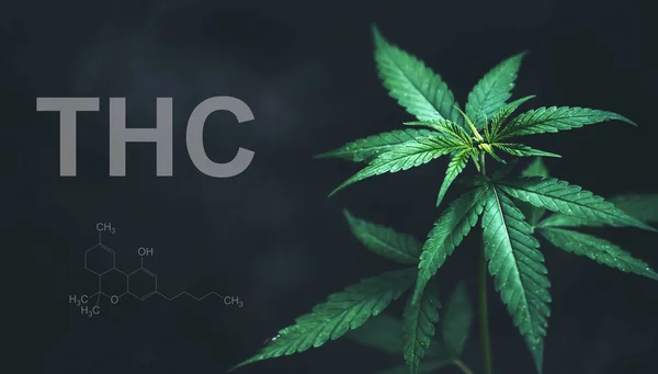 마리화나는 CBD THC 화학 구조와 잎 — 스톡 사진