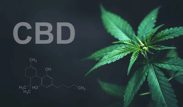 Листья марихуаны с химической структурой CBD — стоковое фото