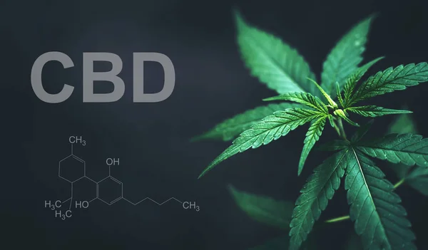 Marihuana bladeren met CBD THC chemische structuur — Stockfoto