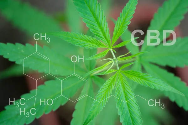 Marijuana lin pod with cbd thc chemical structure — Stock Photo, Image