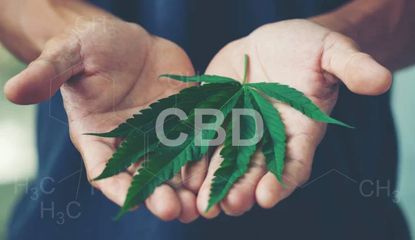 Hand vasthouden van marihuana blad met CBD THC chemische structuur — Stockfoto