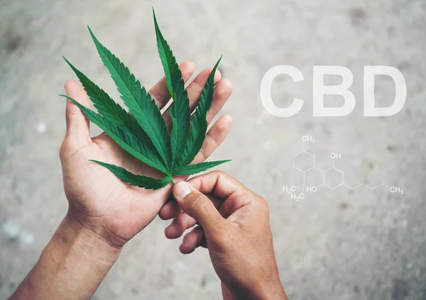 Hand hält Marihuana Blatt mit cbd thc chemische Struktur — Stockfoto