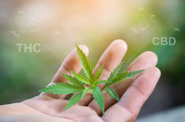Hand holding marijuana leaf with cbd thc chemical structure