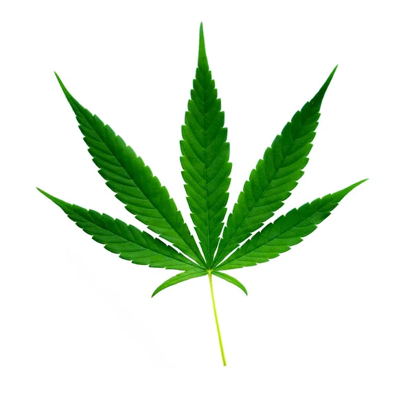 Fresh green marijuana leaf isolated — Stockfoto