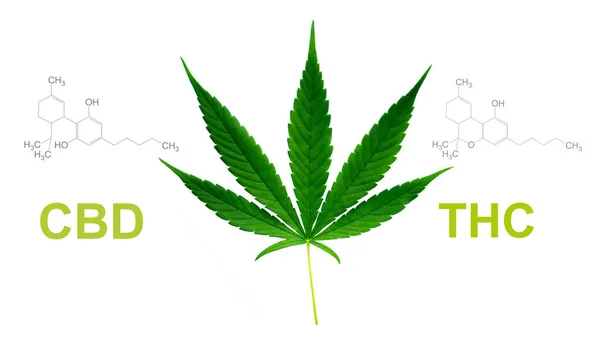 Hoja de marihuana con estructura química cbd thc — Foto de Stock
