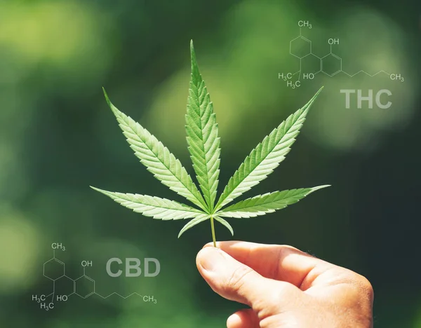 Marihuanablatt mit cbd thc chemischer Struktur — Stockfoto
