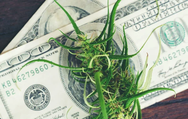 Marijuana flower on hundred dollar banknote — Stock Photo, Image