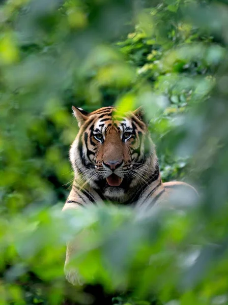 Bengalski tygrys spoczywający wśród zielonych krzewów — Zdjęcie stockowe