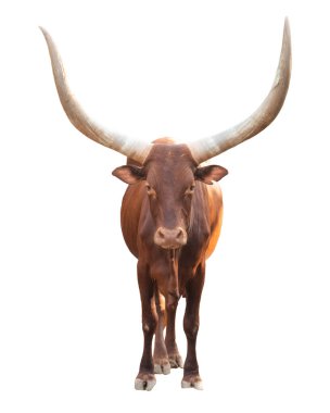 Ankole Watusi beyaz arkaplanda izole edildi