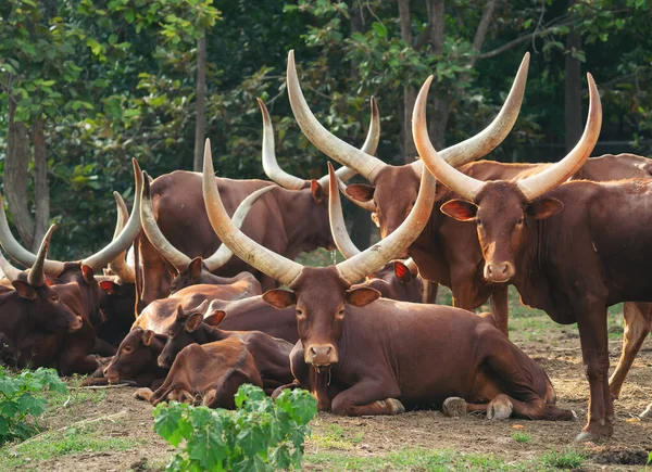 Manada de gado watusi — Fotografia de Stock