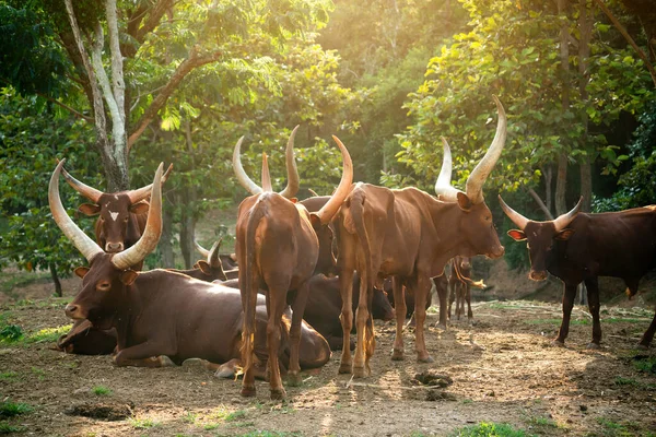 Rebaño de ganado watusi — Foto de Stock