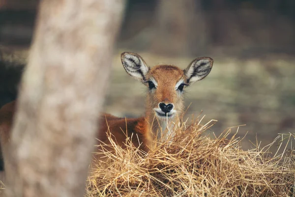 Giovane lechwe rosso — Foto Stock