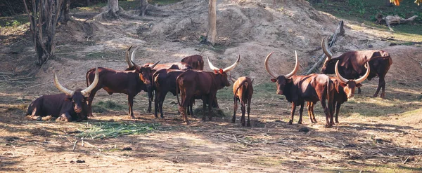 Hayvanat bahçesindeki Ankole Watusi sığırları — Stok fotoğraf