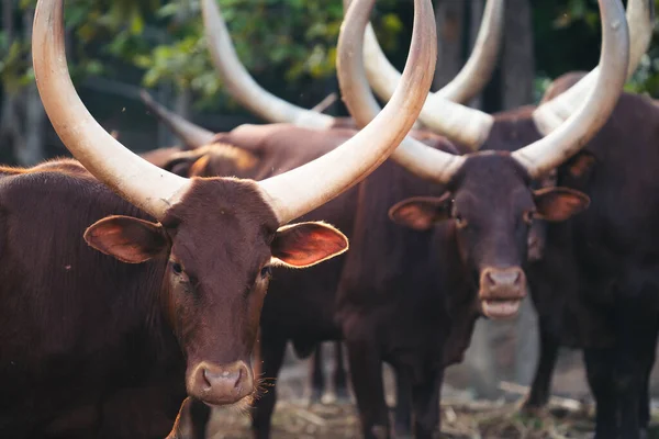 Hayvanat bahçesindeki Ankole Watusi sığırları — Stok fotoğraf