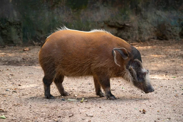 Świnia rzeczna czerwona (Potamochoerus porcus) — Zdjęcie stockowe