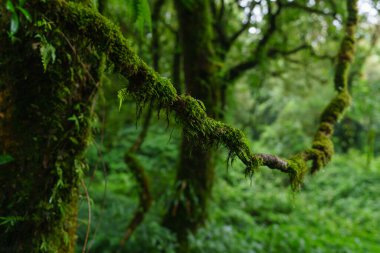 Doi Inthanon Ulusal Parkı 'ndaki Tropik Yağmur Ormanı, Chiang Mai, Tayland