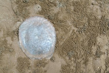 Kumsalda denizanası