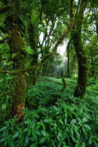 Floresta Tropical Parque Nacional Doi Inthanon Chiang Mai Tailândia — Fotografia de Stock