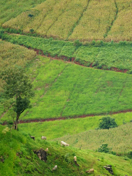 Scena Wiejska Wieś Chiang Mai Tajlandia — Zdjęcie stockowe