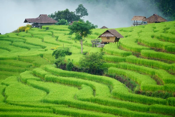Terraced Rice Paddy Bong Piang Village Chiang Mai Thailand — Stock Photo, Image