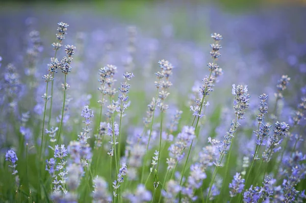 Fleurs Lavande Dans Champ Lavande Champ Lavande Pourpre Été Soft — Photo