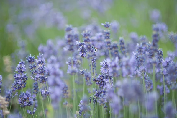 Lavendel Blommor Lavendel Fält Sommarlila Lavendelfält Mjuk Fokus Fältet För — Stockfoto